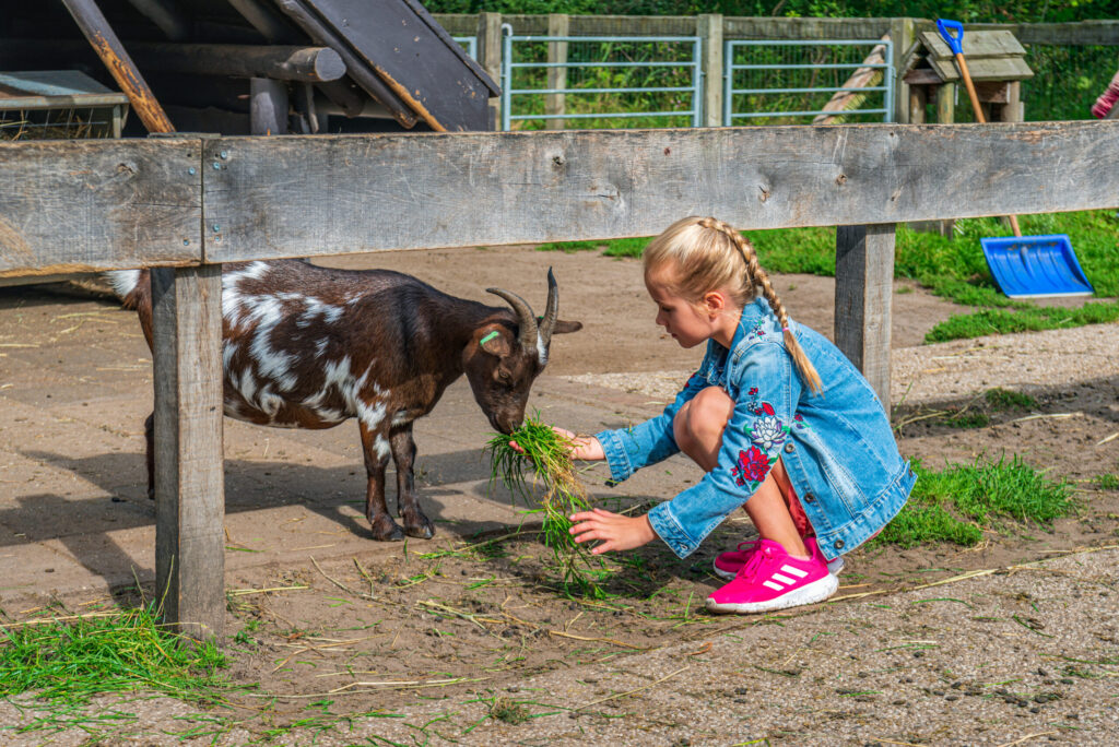 geit, meisje, kind, voeren, kinderboerderij, dier, bruinwit gevlekte geit gras meisje Kinderboerderij Wolfslaar Brabant Breda
